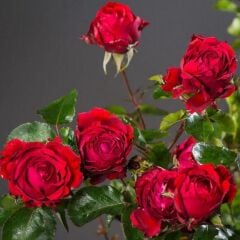 Tüplü Yediveren Kokulu Soğuklara Dayanımlı Traumfrau Yediveren Gül Fidanı