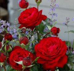 Tüplü Katmerli Soğuklara Dayanımlı Yediveren Goncalı Tiamo Gül Fidanı