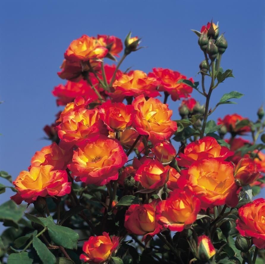 Tüplü Soğuklara Dayanımlı Taifun Yediveren Alman Gül Fidanı