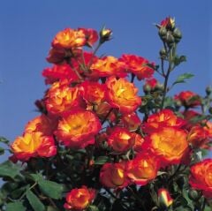 Tüplü Soğuklara Dayanımlı Taifun Yediveren Alman Gül Fidanı