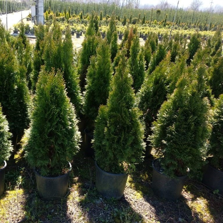 Tüplü Batı Mazısı Fidanı (60-80 cm)