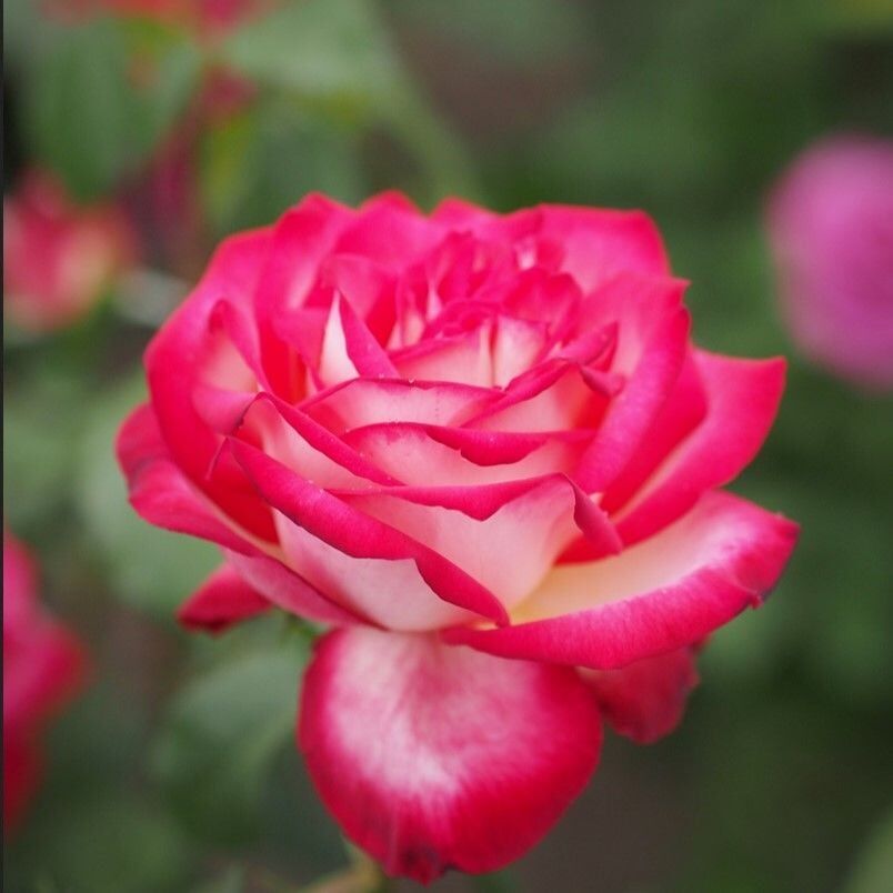 Tüplü Soğuklara Dayanımlı Neue Revue Yediveren Yoğun Kokulu Gül Fidanı