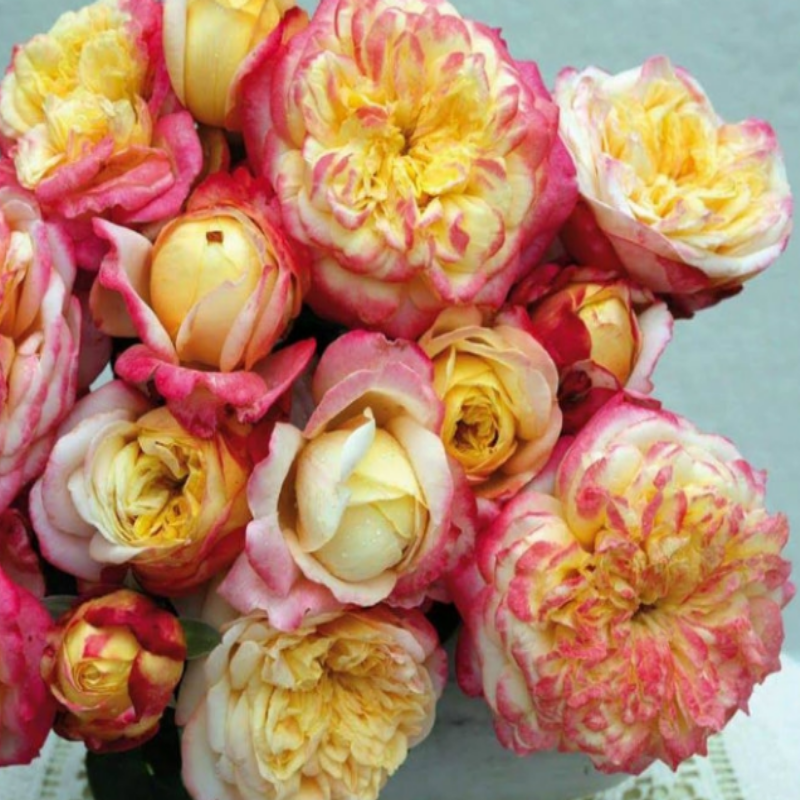 Tüplü Soğuklara Dayanımlı Yediveren Kordes Jubile Yoğun Kokulu Gül Fidanı