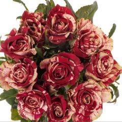 Tüplü Yediveren Çift Renkli Bordo Harlequin Yediveren Soğuklara Dayanımlı Gül Fidanı