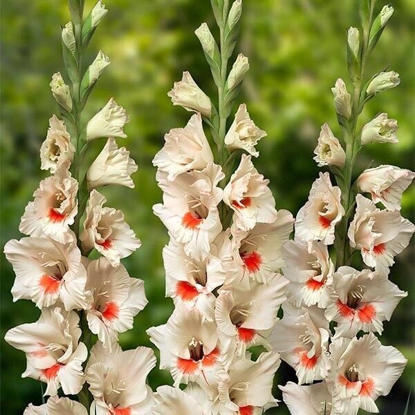 Gladiolus Ajax Glayör Çiçeği Soğanı (2 adet)