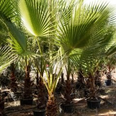 Tüplü Washingtonia Robusto Palmiye Ağacı Fidanı (150-200 cm)
