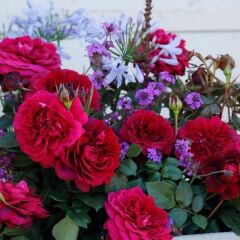 Tüplü Yediveren Kordes Bellevue Yoğun Kokulu Gül Fidanı