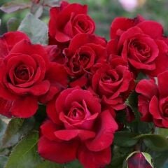 Tüplü Yediveren Kordes Bellevue Yoğun Kokulu Gül Fidanı