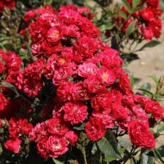 Tüplü Yer Örtücü Soğuklara Dayanımlı Zwergkönig Yediveren Gül Fidanı