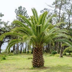 Tüplü Phoenix Canariensis Palmiyesi Fidanı (80-120 cm)