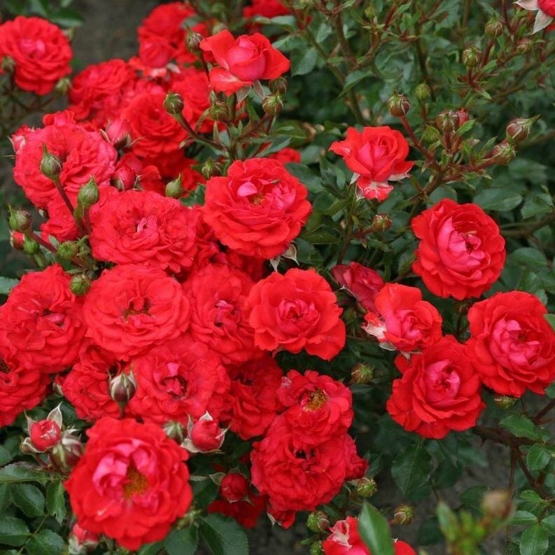 Tüplü Yer Örtücü Soğukklara Dayanımlı Zwergenfee Yediveren Gül Fidanı