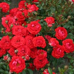 Tüplü Yer Örtücü Soğukklara Dayanımlı Zwergenfee Yediveren Gül Fidanı