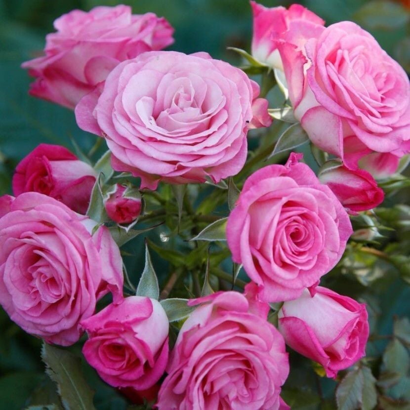 Tüplü Katmerli Kokulu Kordes Rosen Xenia Yediveren Soğuklara Dayanımlı Gül Fidanı