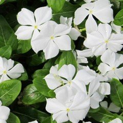 Vinca Pure White Rozet Çiçeği Tohumu (20 tohum)
