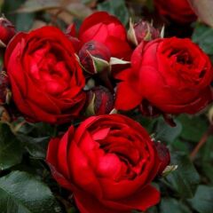 Tüplü Katmerli Kordes Rosen Till Eulenspiegel Kokulu Yediveren Gül Fidanı