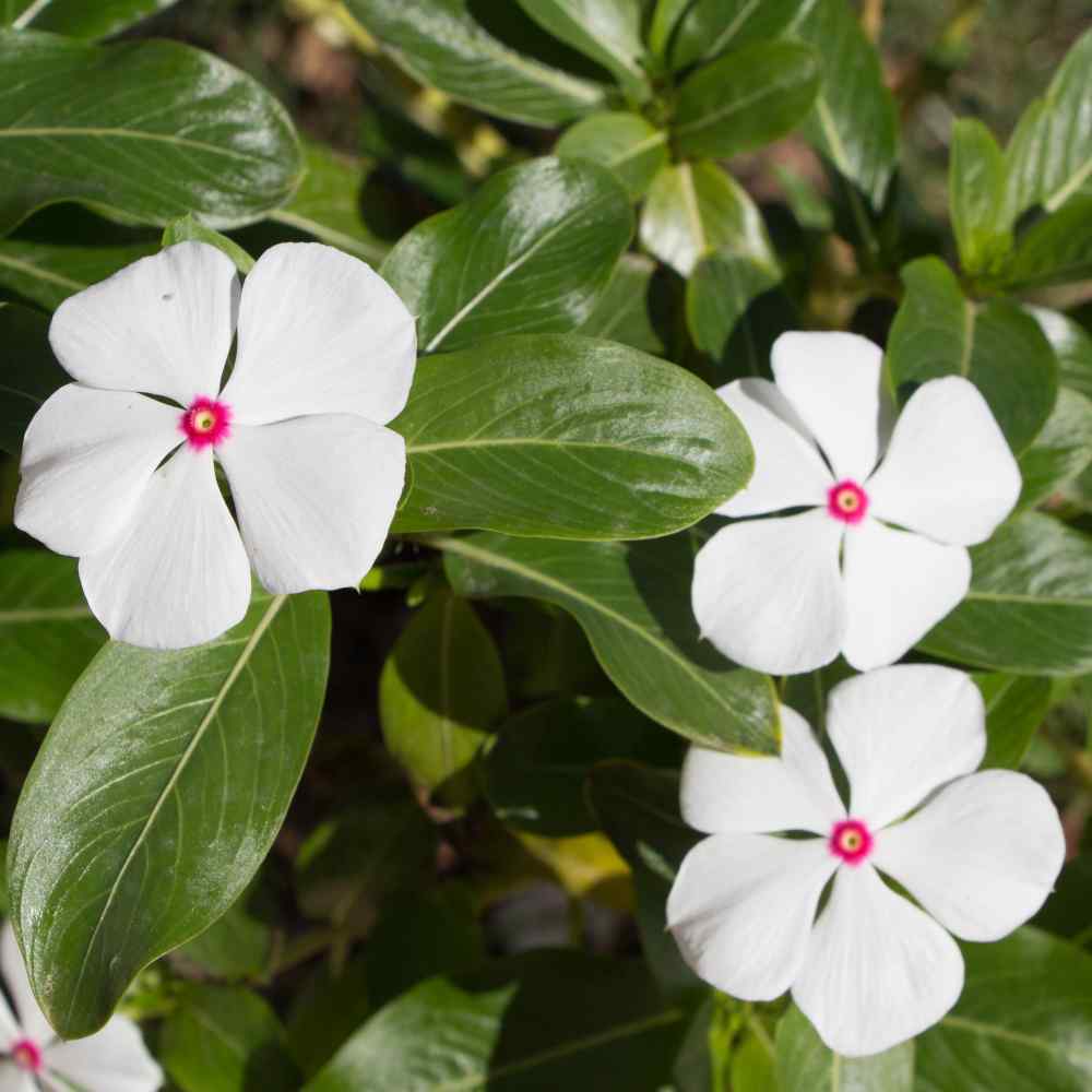 Vinca Bright Eyes Rozet Çiçeği Tohumu (20 tohum)