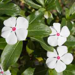 Vinca Bright Eyes Rozet Çiçeği Tohumu (20 tohum)