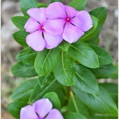 Vinca Soft Pink Rozet Çiçeği Tohumu (20 tohum)