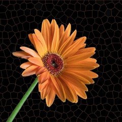 Turuncu Renkli Afrika Papatyası Çiçeği Tohumu