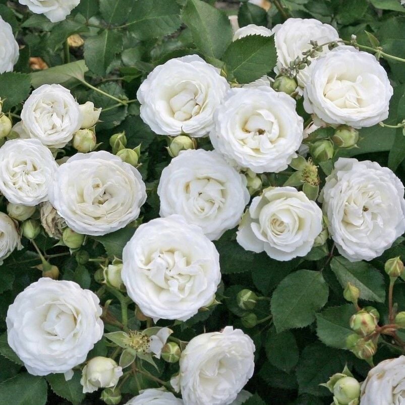 Tüplü Yer Örütücü Soğuklara Dayanımlı Schneeküsschen Mannheim Yediveren Gül Fidanı