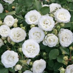 Tüplü Yer Örütücü Soğuklara Dayanımlı Schneeküsschen Mannheim Yediveren Gül Fidanı