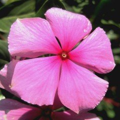 Vinca Little Pinkie Rozet Çiçeği Tohumu (20 tohum)