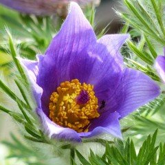 Vulgaris Violet Anemon Çiçeği Dağ Lalesi Tohumu (5 tohum)