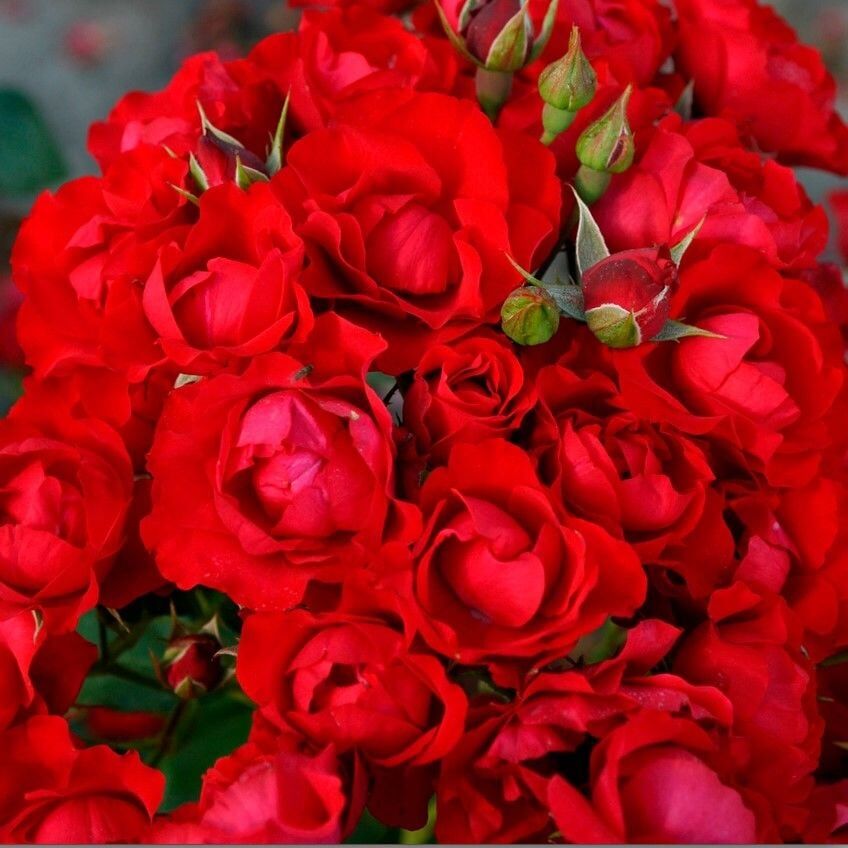 Tüplü Kokulu Yer Örütücü Soğuklara Dayanımlı Schloss Mannheim Yediveren Gül Fidanı