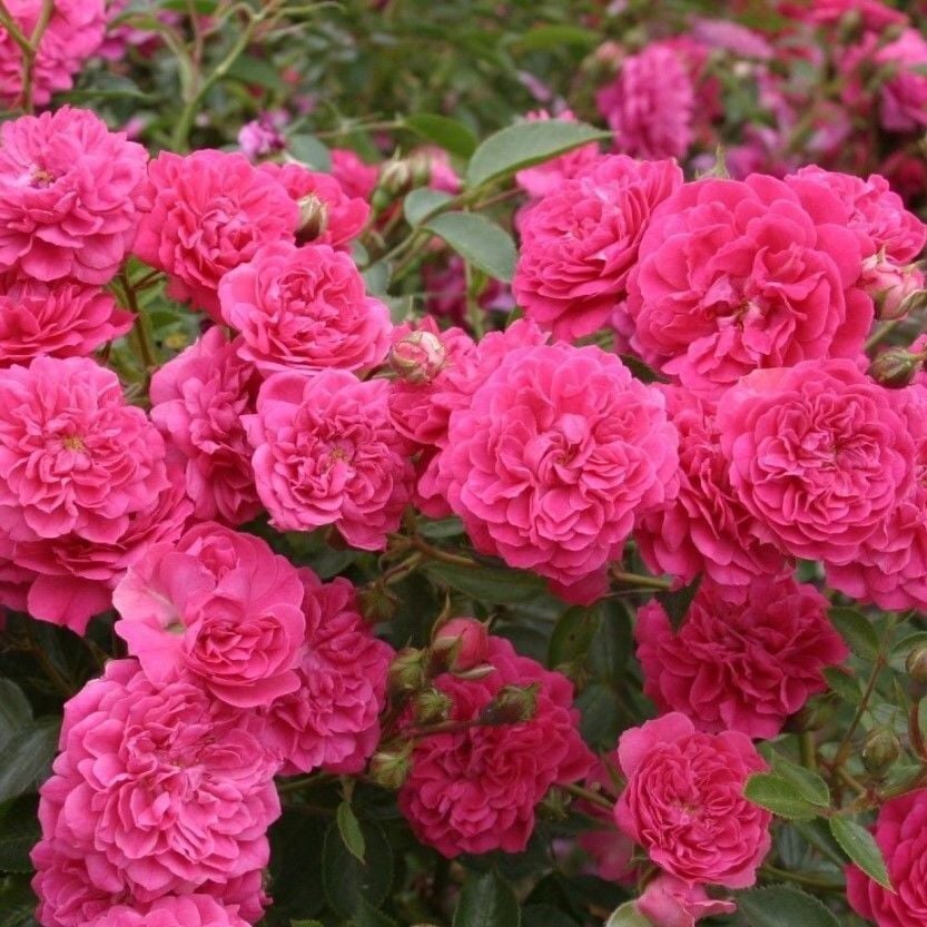 Tüplü Kokulu Goncalı Yayılıcı Kokulu Roxy Soğuklara Dayanımlı Gül Fidanı