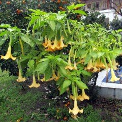 Yoğun Kokulu Sarı Renkli Meleklerin Borazanı Fidanı (80-100 cm)