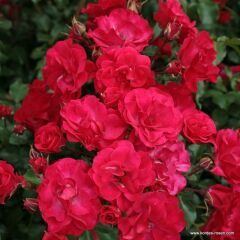 Tüplü Kokulu Goncalı Yayılıcı Rotilia Soğuklara Dayanımlı Gül Fidanı