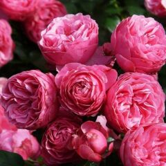 Tüplü Goncalı Özel Kokulu Pomponella Pembe Yediveren Kokulu Gül Fidanı