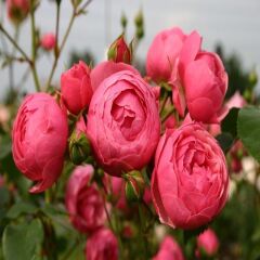 Tüplü Goncalı Özel Kokulu Pomponella Pembe Yediveren Kokulu Gül Fidanı