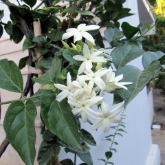 Tüplü Beyaz Çiçekli Yasemin (White Jasmine) Fidanı (5 Adet)