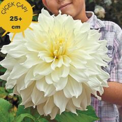 XXL İri Çiçekli White Perfection İri Çiçekli Dahlia Dalya Yıldız Çiçeği Yumrusu