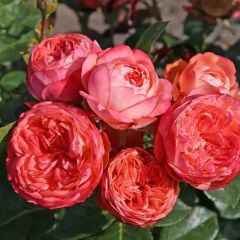 Tüplü Goncalı Soğuklara Dayanımlı Kokulu Pompeji Yediveren Gül Fidanı