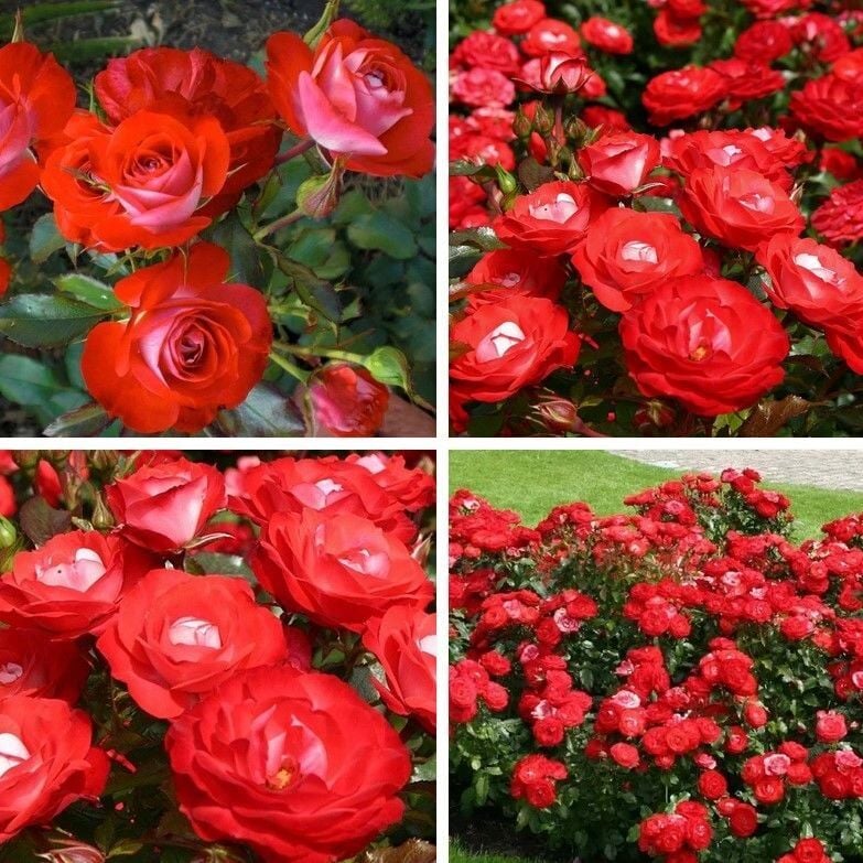 Tüplü Yer Örtücü Soğuklara Dayanımlı Planten Un Blomen Kırmızı Beyaz Yediveren Gül Fidanı