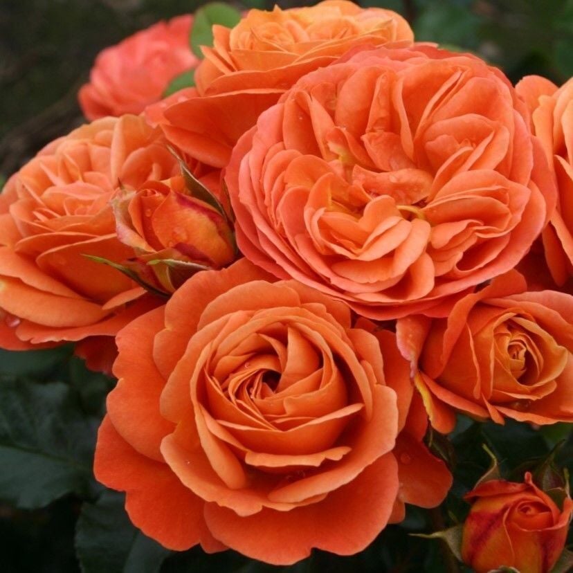 Tüplü Goncalı Yer Örtücü Yayılıcı Phoenix Kokulu Yediveren Kokulu Gül Fidanı