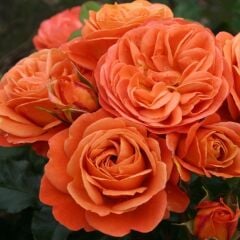 Tüplü Goncalı Yer Örtücü Yayılıcı Phoenix Kokulu Yediveren Kokulu Gül Fidanı