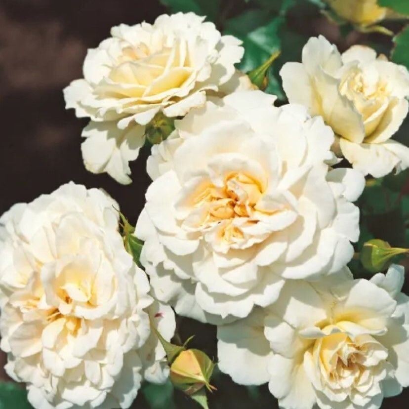 Tüplü Goncalı Yer Örtücü Yayılıcı Petticoat Yediveren Kokulu Gül Fidanı