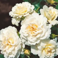 Tüplü Goncalı Yer Örtücü Yayılıcı Petticoat Yediveren Kokulu Gül Fidanı