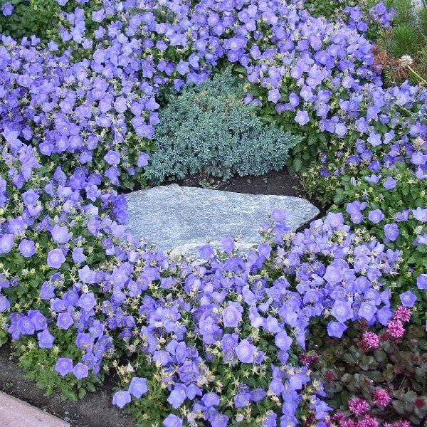 Dark Blue Isabella Campanula Çan Çiçeği Tohumu (100 tohum)