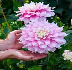 XXL İri Çiçekli Gitt's Perfection Dahlia Yıldız Çiçeği Soğanı Yumrusu (1 adet)