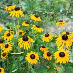 Hirto My Joy Rudbekya (Güneş Şapkası) Çiçeği Tohumu (900 tohum)