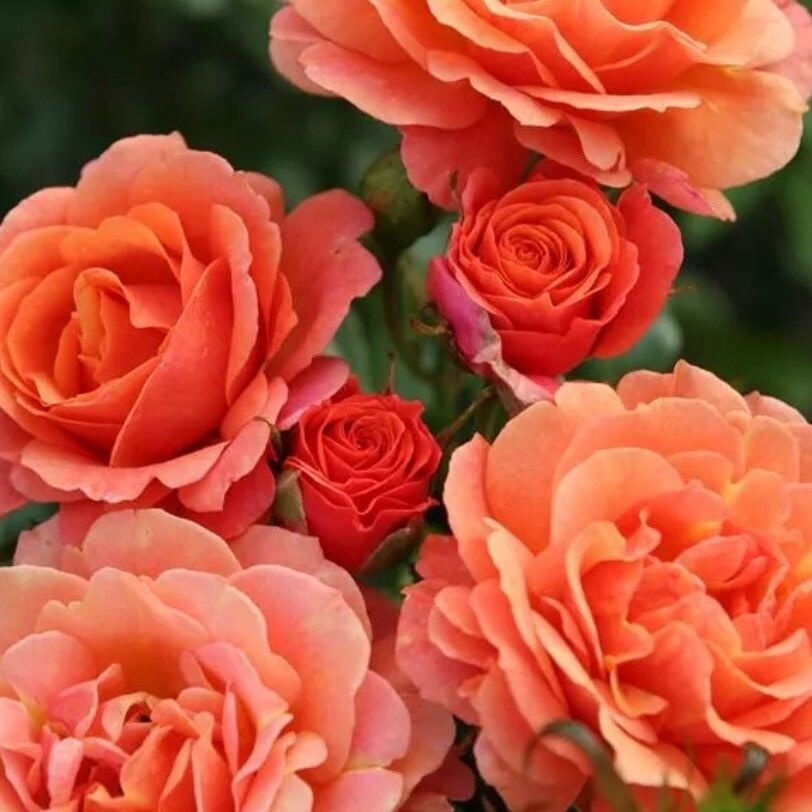 Tüplü Kordes Soğuklara Dayanımlı Goncalı Orange Juwel Yediveren Gül Fidan