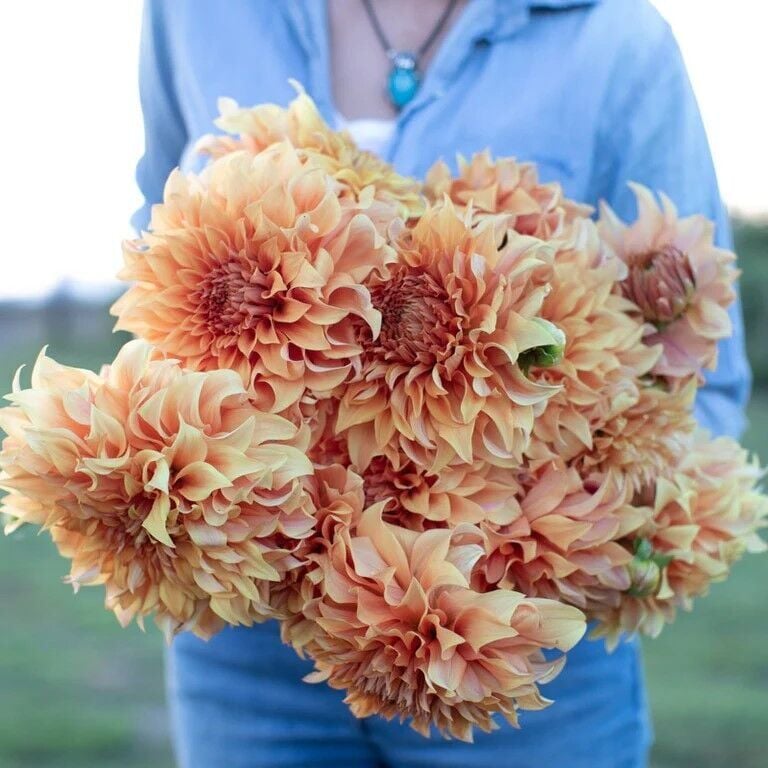 XXL İri Çiçekli Hercules Eyes Dahlia Yıldız Çiçeği Soğanı Yumrusu (1 adet)