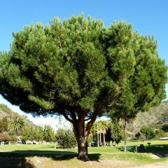 Tüplü (Pinus Pinea) Fıstık Çamı Fidanı