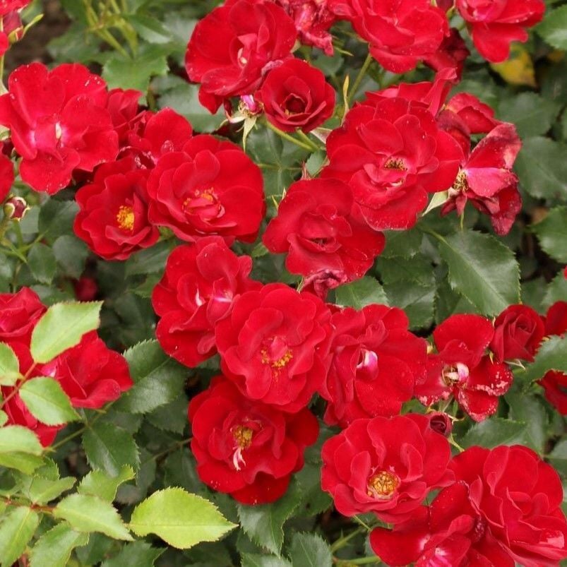 Menekşe Tipli Tüplü Yediveren Soğuklara Dayanımlı Marondo Gül Fidanı Yer Örtücü