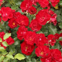 Menekşe Tipli Tüplü Yediveren Soğuklara Dayanımlı Marondo Gül Fidanı Yer Örtücü