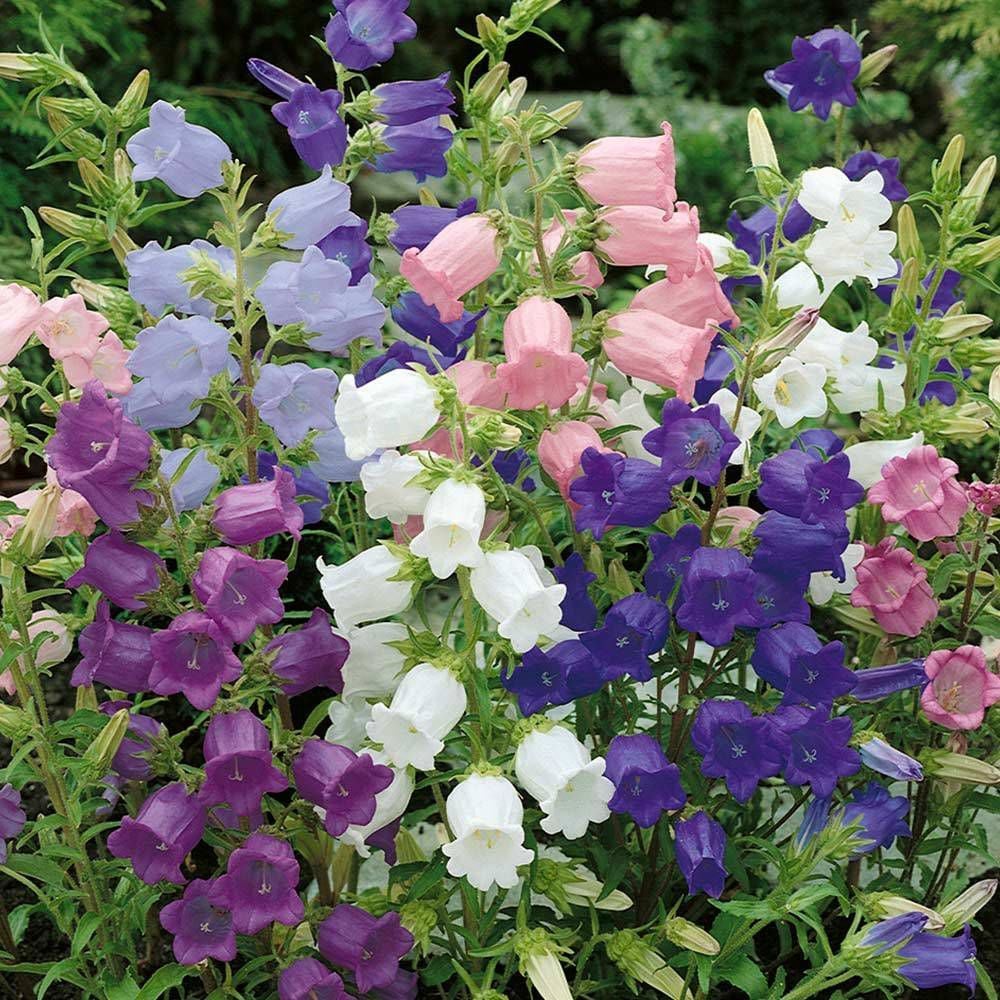 Mix Isabella Campanula Karışık Çan Çiçeği Tohumu (100 tohum)